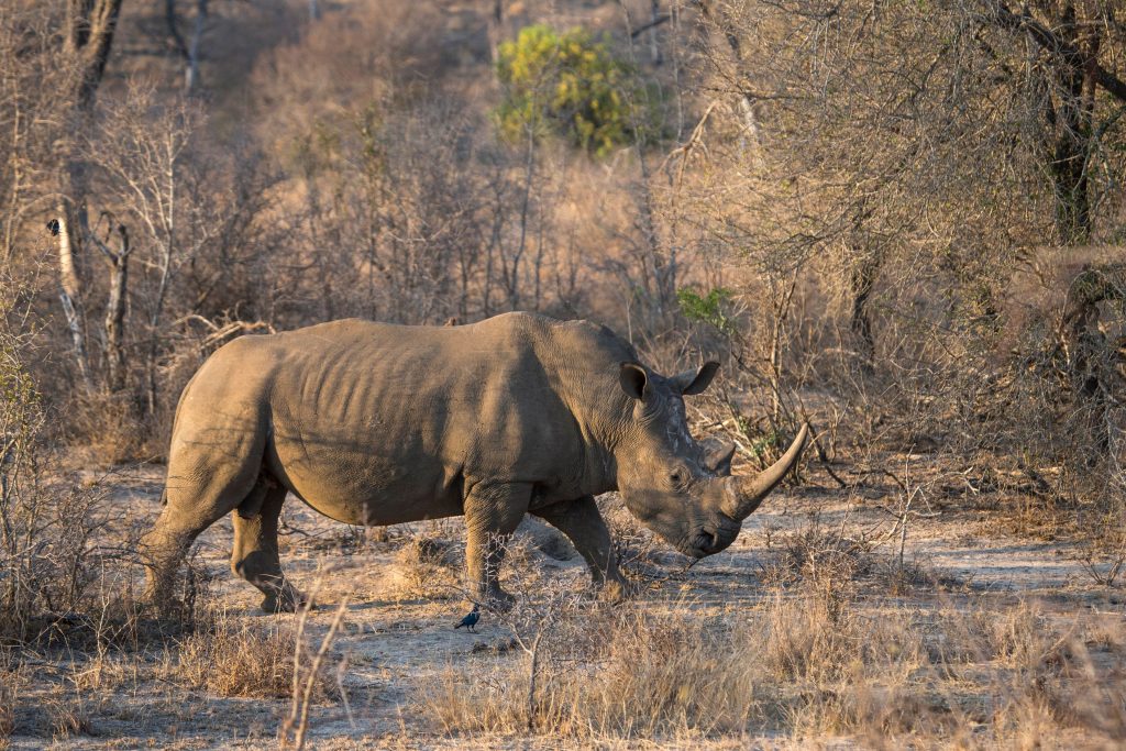 SAFRICA-WILDLIFE-CONSERVATION