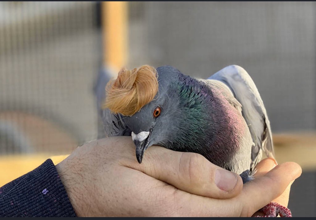 Pigeon in Trump wig