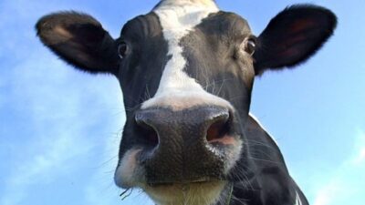 cow-milk
