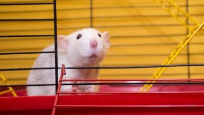 lab rat