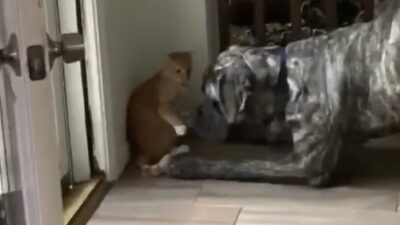 Cat outsmarts dog