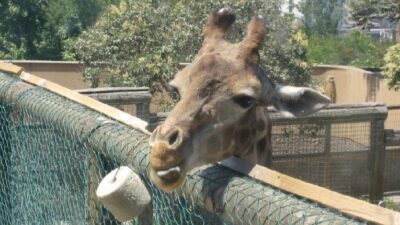 Giraffe-at-Zoo