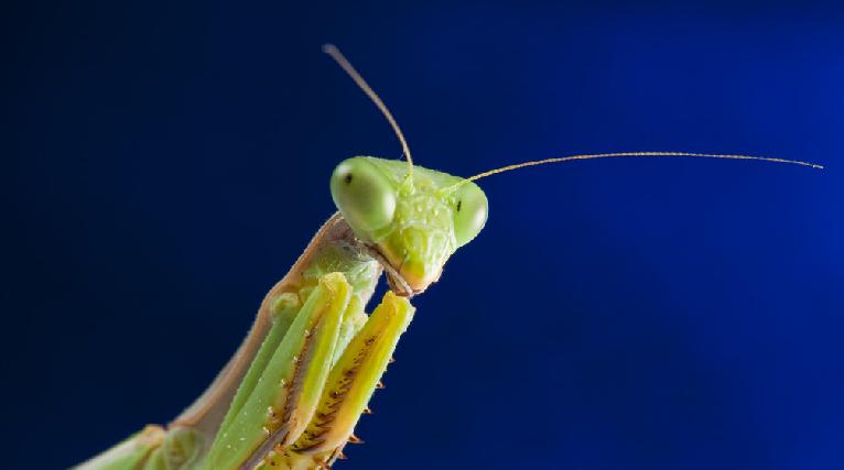 praying mantis1