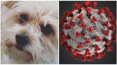 dog, coronavirus