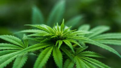 cannabis - pexels-photo-606506
