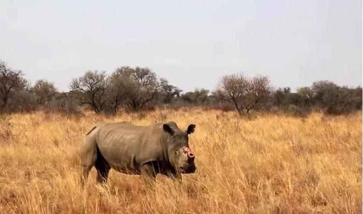 Rhino - dehorned