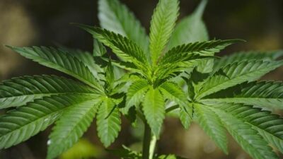 Marijuana plant