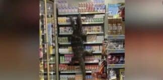 Monitor Lizard shops at 7-Eleven in Thailand