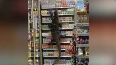 Monitor Lizard shops at 7-Eleven in Thailand