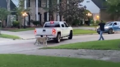 tiger loose in houston
