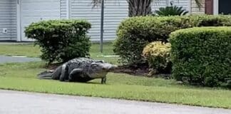 alligator roams through s.c. neighborhood