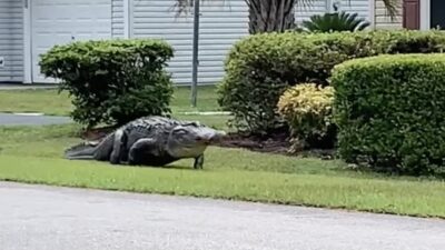 alligator roams through s.c. neighborhood