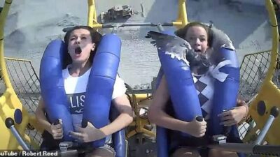 Seagull Slaps Girl in Face