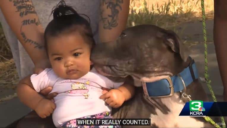 Dog licking baby (screenshot)