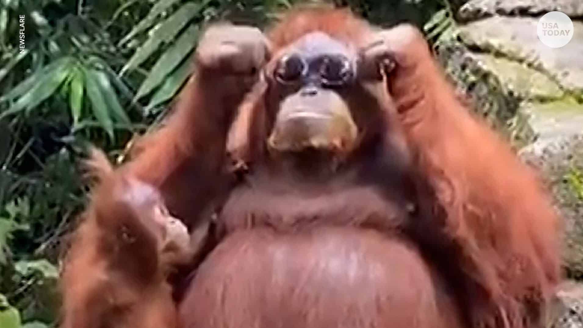 orangutan wears shades