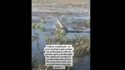 alligator eats drone