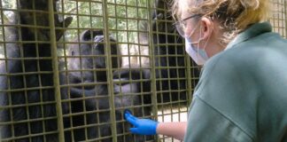 Female nurse treating gorilla in cage - feat_51d0cf46-a577-43f3-8126-043162fde14b