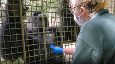 Female nurse treating gorilla in cage - feat_51d0cf46-a577-43f3-8126-043162fde14b