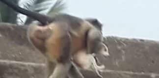 Monkey kill-dog-(screenshot)