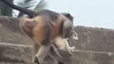 Monkey kill-dog-(screenshot)