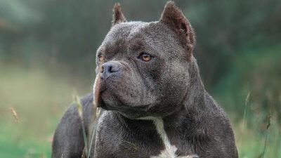 Bulldog - getty