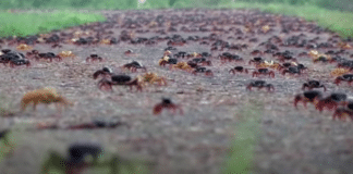 swarms of zombie crabs migrate in cuba