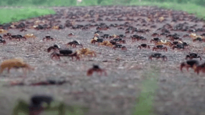 swarms of zombie crabs migrate in cuba