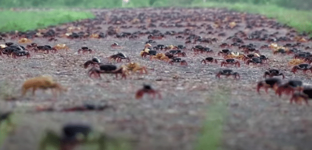 swarms of zombie crabs migrate in cuba