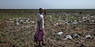 Africa Climate Change / Getty