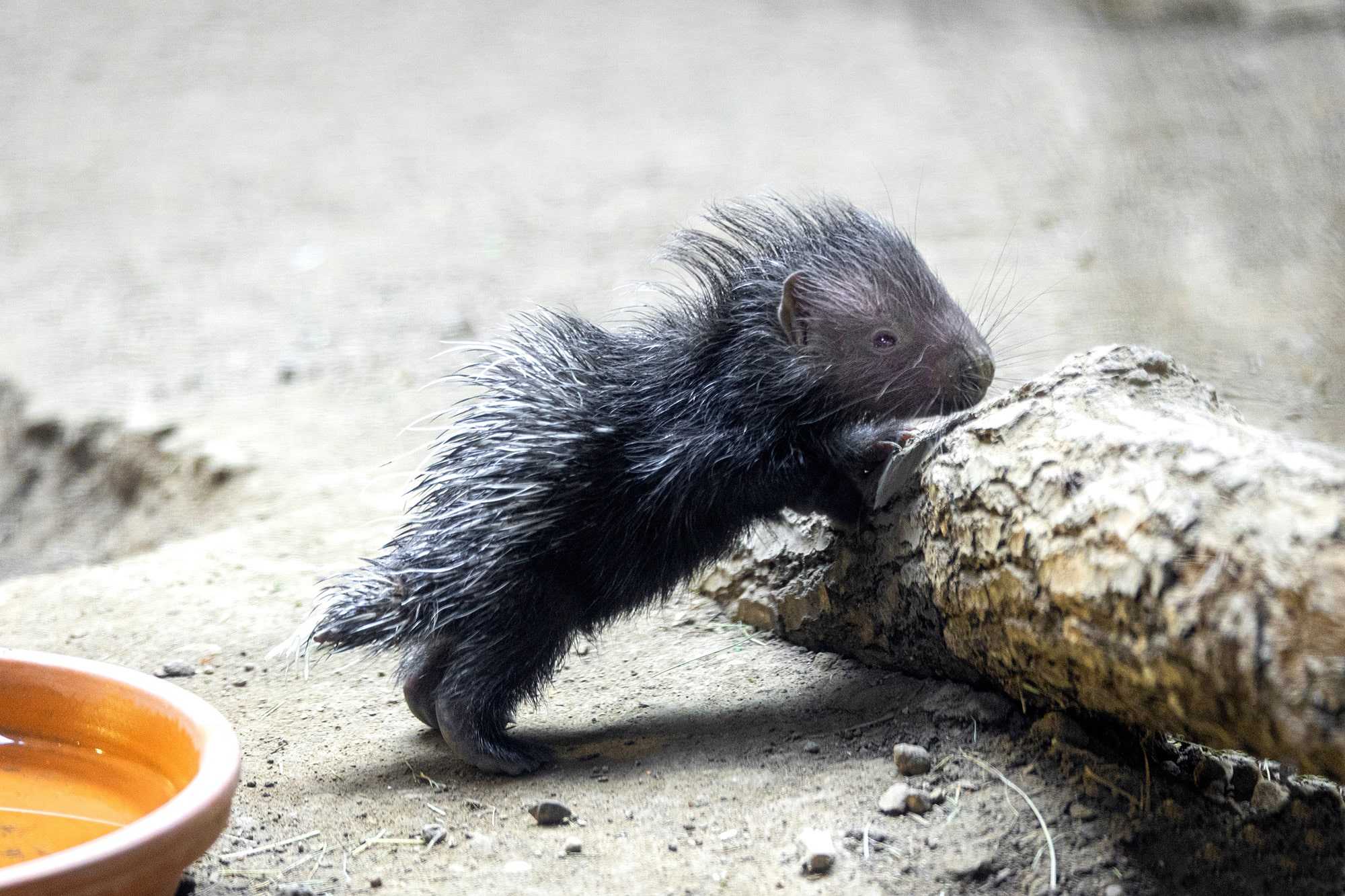 VIDEO: How Was This Cute Baby Porcupine Conceived? Very Very Carefully, Say  Experts :) | EURweb