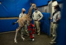 Baby Giraffe - 'wonky legs' - via Zenger