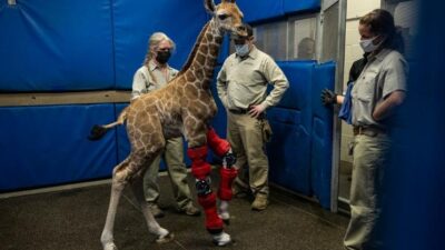 Baby Giraffe - 'wonky legs' - via Zenger