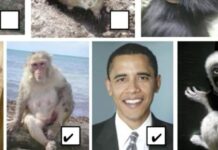 Barack Obama compared to Monkeys