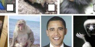 Barack Obama compared to Monkeys