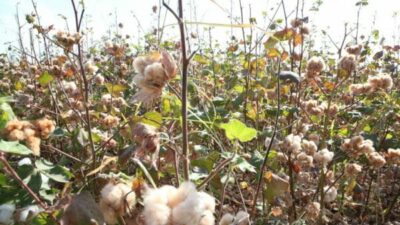 cotton