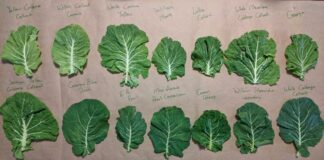Heirloom Collard Project (Courtesy Chris Smith-The Utopian Seed Project)