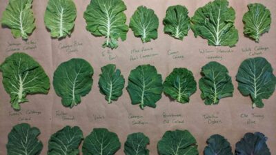 Heirloom Collard Project (Courtesy Chris Smith-The Utopian Seed Project)