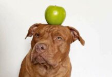 Pitbull with apple on his head