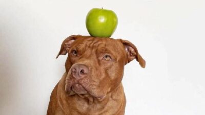 Pitbull with apple on his head