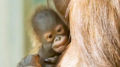 Baby Ape