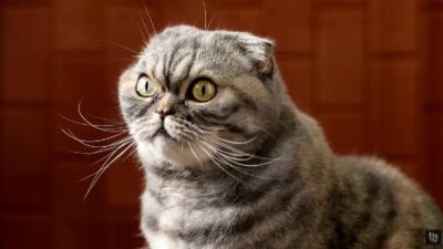 Cat - screenshot