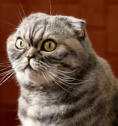 Cat - screenshot