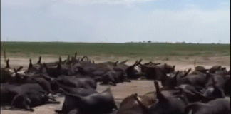 Dead Kansas cattle - screenshot