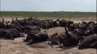 Dead Kansas cattle - screenshot