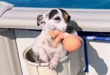 Jack Russell exits pool