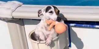 Jack Russell exits pool