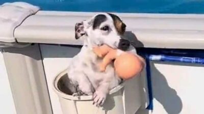 Jack Russell exits pool
