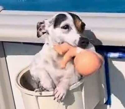 Jack Russell exits pool