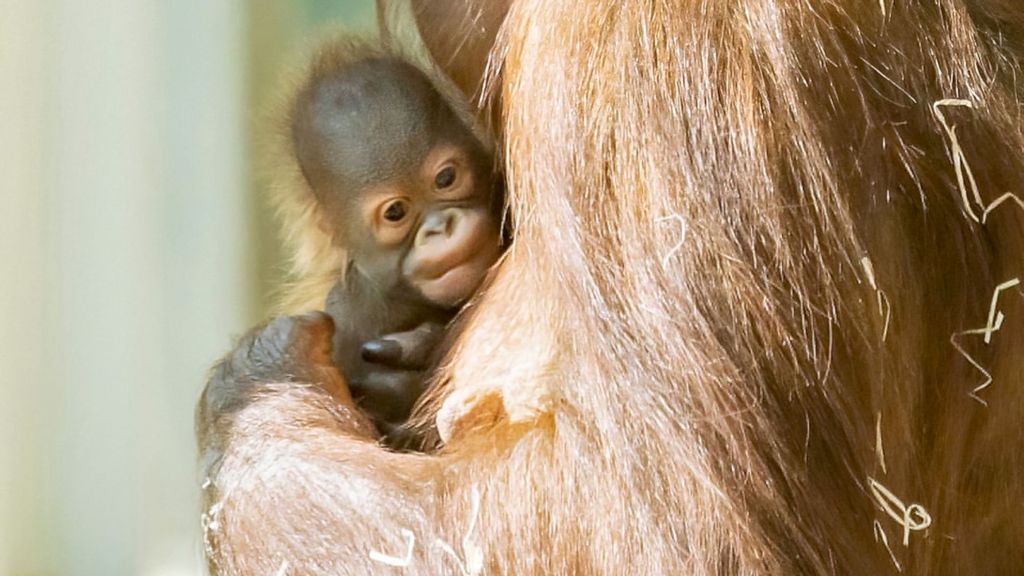 Baby Ape / via Zenger