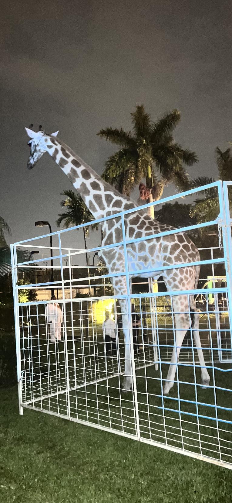 Giraffe at RB3